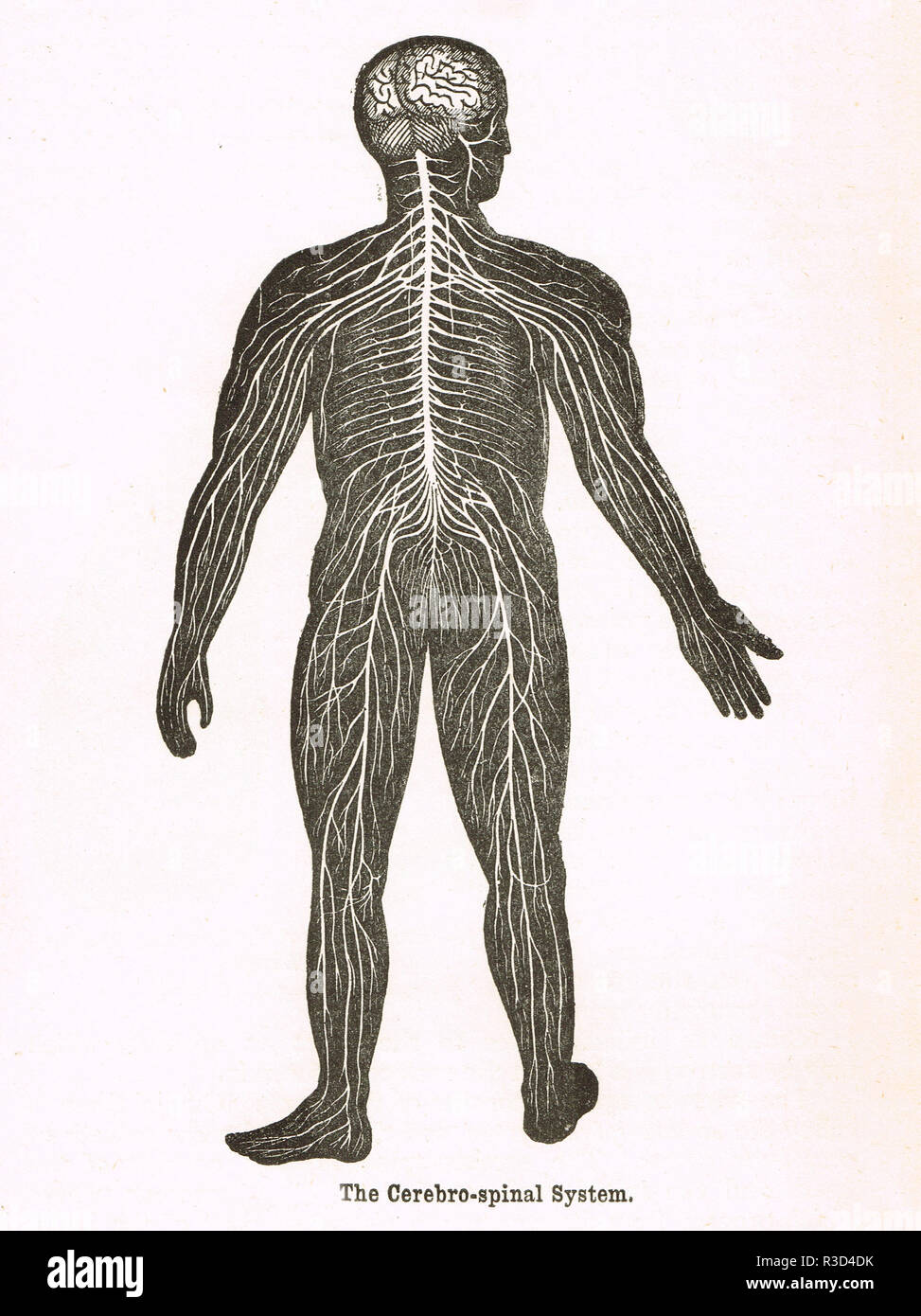 Cerebro-spinale, sistema corpo umano. Un xix secolo diagramma Foto Stock