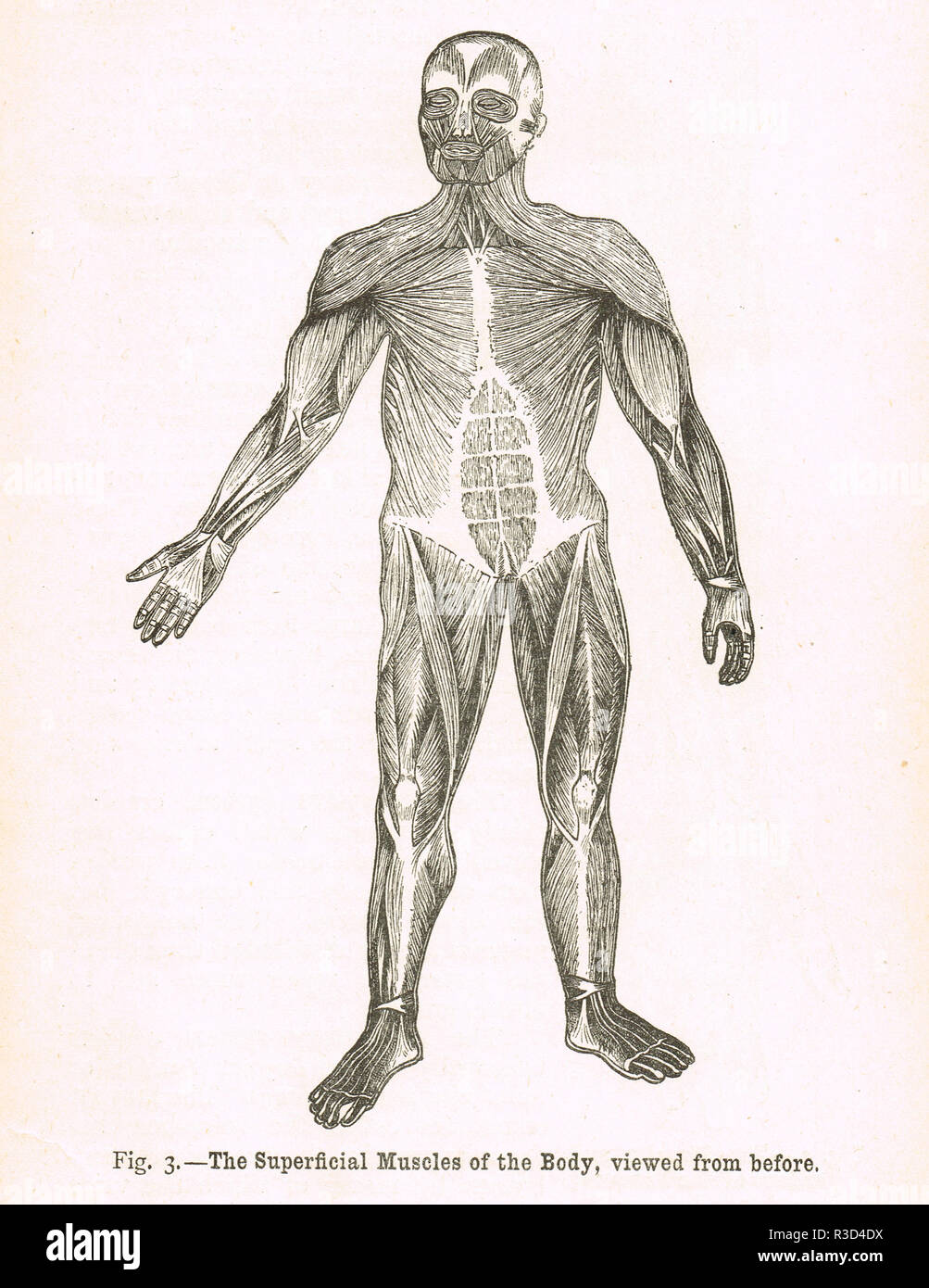 Muscoli superficiali del corpo, visto dall'alto. Un xix secolo diagramma Foto Stock