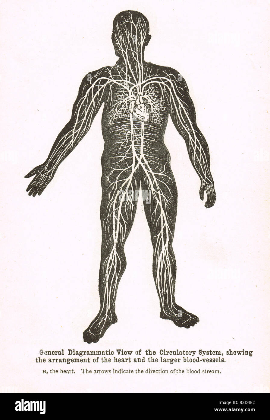 Il sistema circolatorio, il corpo umano che mostra la disposizione del cuore e vasi sanguigni più grandi. Un xix secolo diagramma Foto Stock