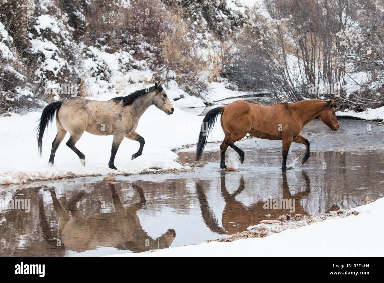 Inverno, nascondiglio Ranch, Wyoming. Cavalli attraversando Shell Creek (PR) Foto Stock