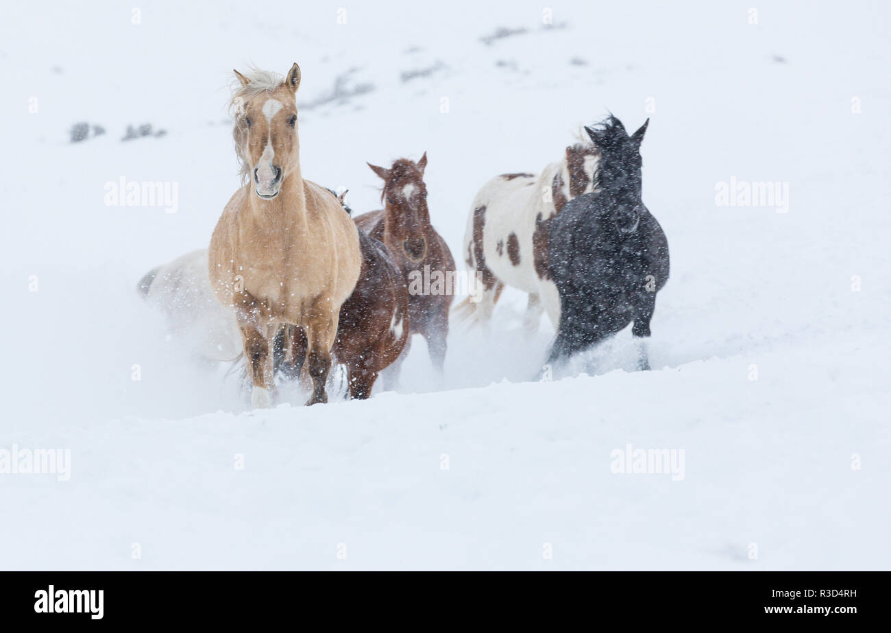 Nascondiglio Ranch, Shell, Wyoming. Cavallo che corre attraverso la neve. (PR) Foto Stock