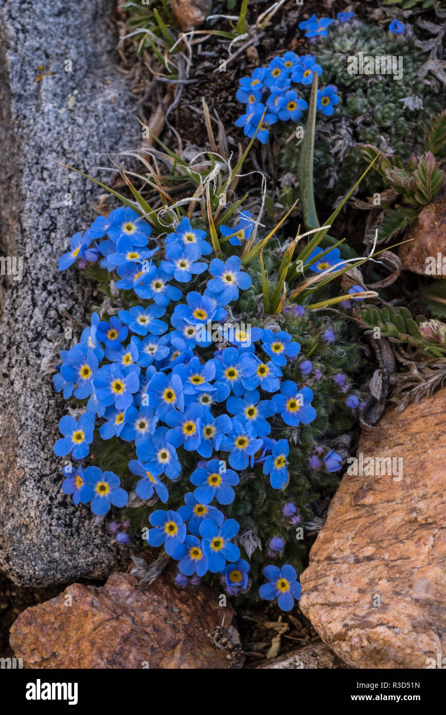 Stati Uniti d'America, Wyoming. Dimenticare alpino-me-non (Eritrichium nanum), che si trova in un area alpina vicino la Beartooth Highway, Wyoming Foto Stock