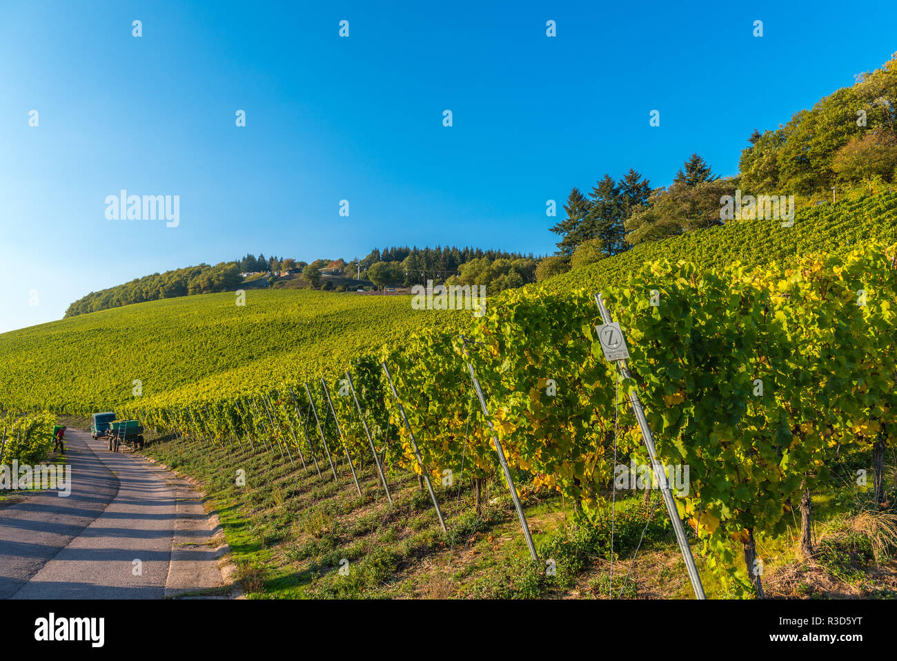 Città di Saarburg sul fiume Saar, parco naturale Saar-Hunsrück, circondato da vigneti, principalmente Riesling, vendemmia, Renania-Palatinato, Germania Foto Stock