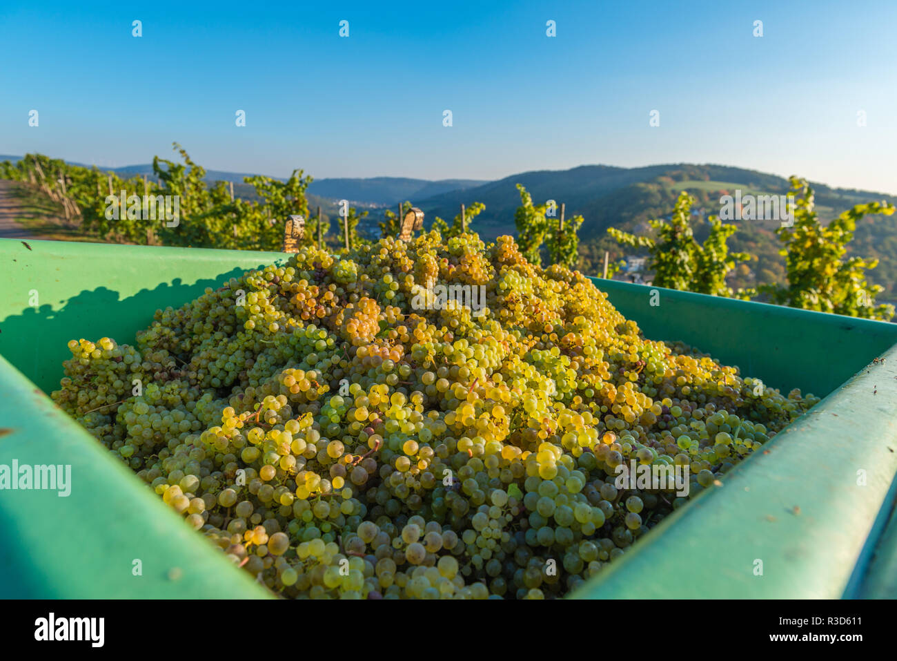 Città di Saarburg sul fiume Saar, parco naturale Saar-Hunsrück, circondato da vigneti, principalmente Riesling, vendemmia, Renania-Palatinato, Germania Foto Stock