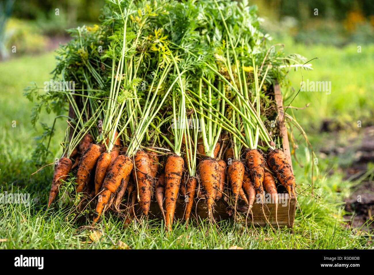 Appena raccolto le carote in orto biologico, raccolto in autunno Foto Stock