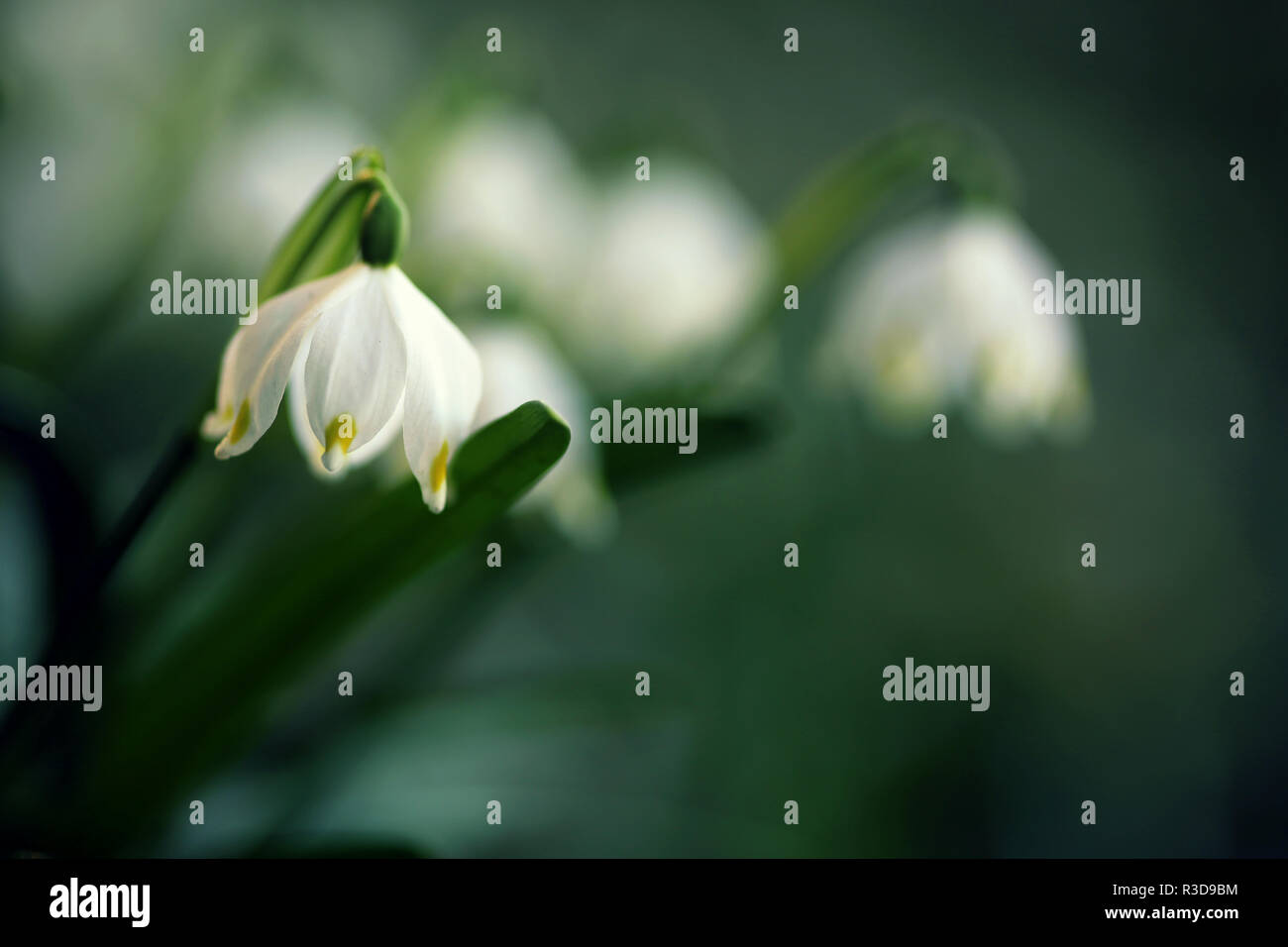 Il simbolo del fiocco di neve di primavera leucojum vernum Foto Stock