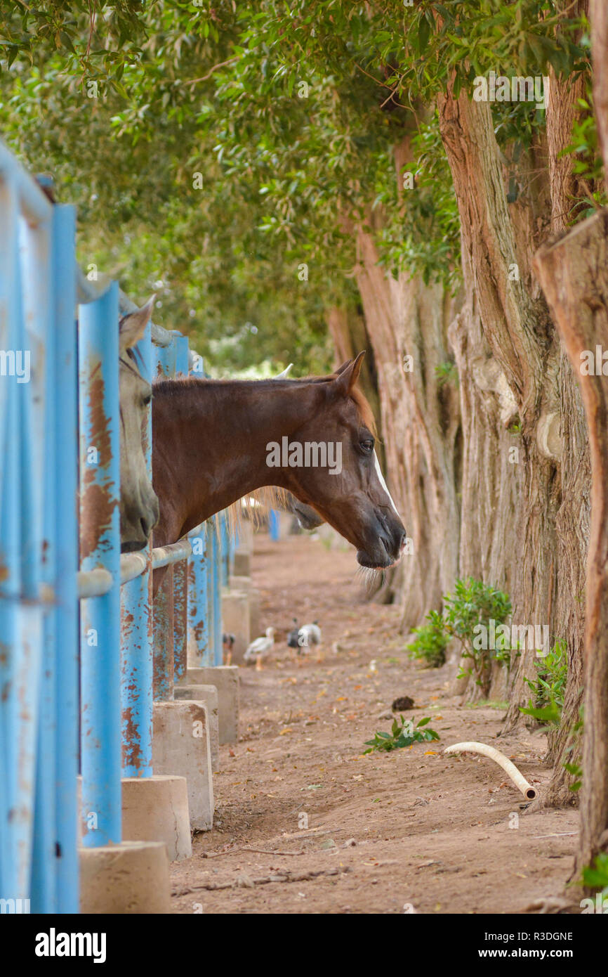 Cavallo in gabbia Foto Stock