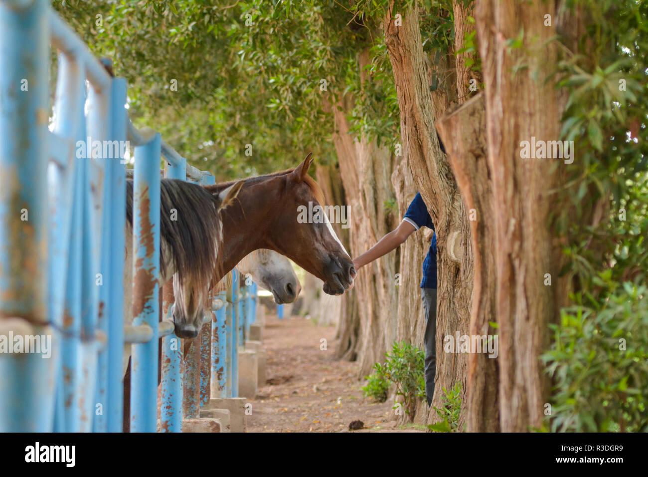 Cavallo in gabbia Foto Stock