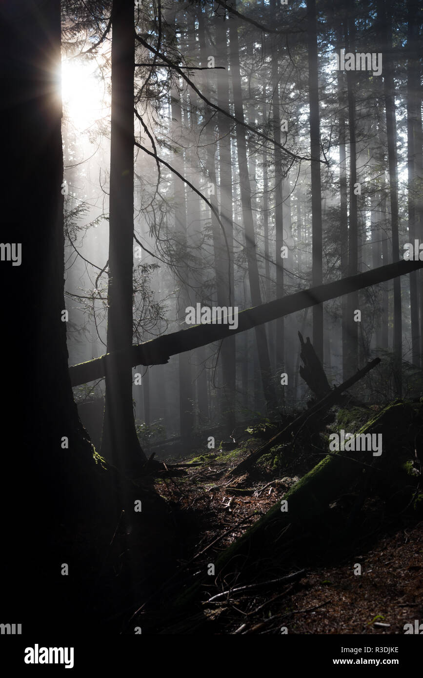 Foresta pluviale di Vancouver Nord. La nebbia brucia e la magia accade quando la luce del sole si rompe sui rami e i raggi di luce sono gettati attraverso i boschi. Foto Stock