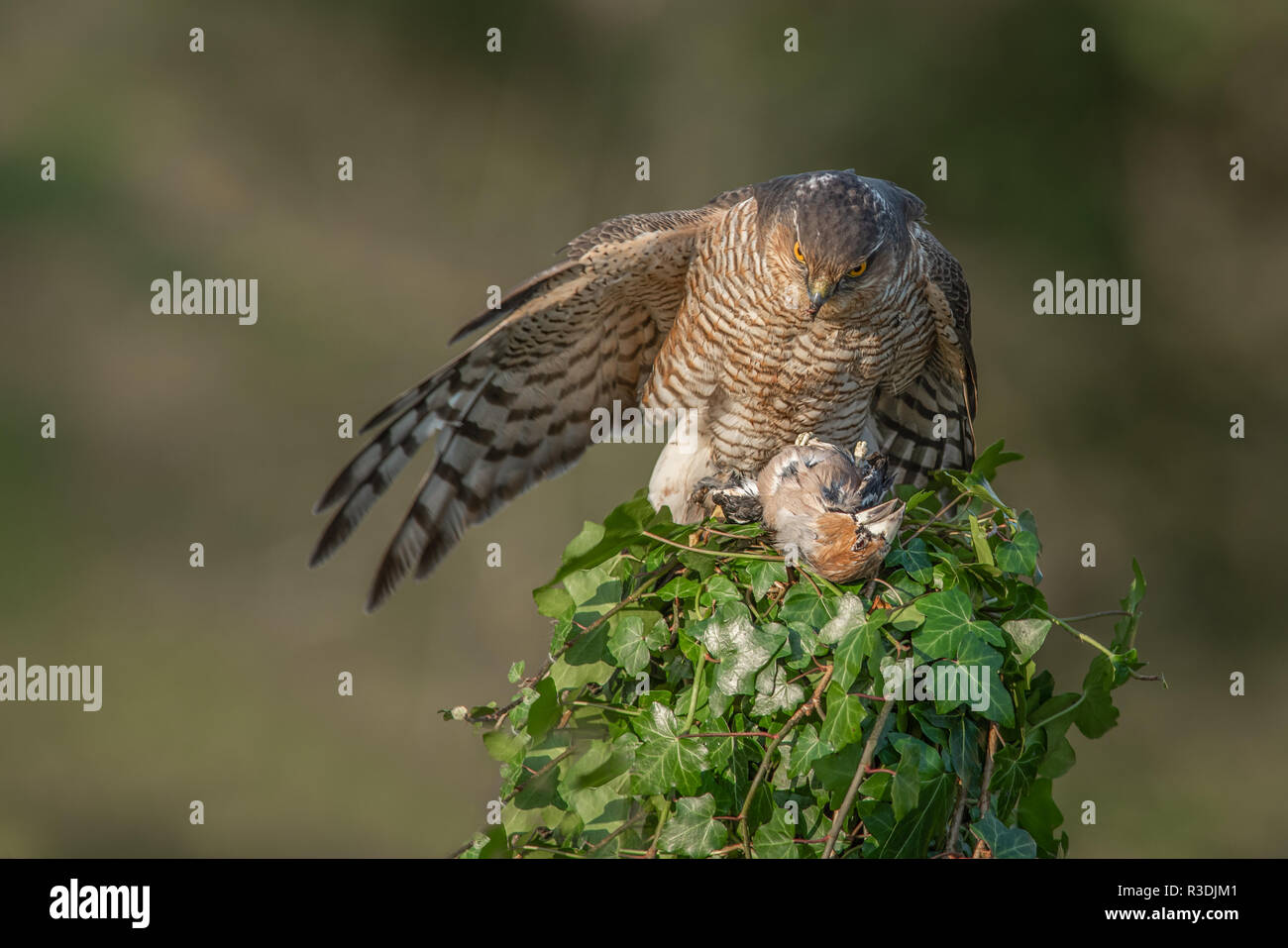 Una femmina di sparviero copre la sua preda. Un ala è proteso a copertura di un dead hawfinch Foto Stock