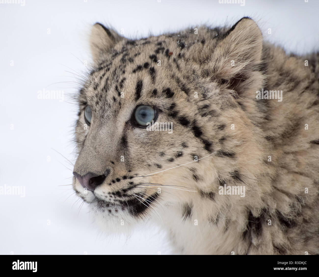 Snow Leopard Cub ritratto isolato su sfondo bianco Foto Stock