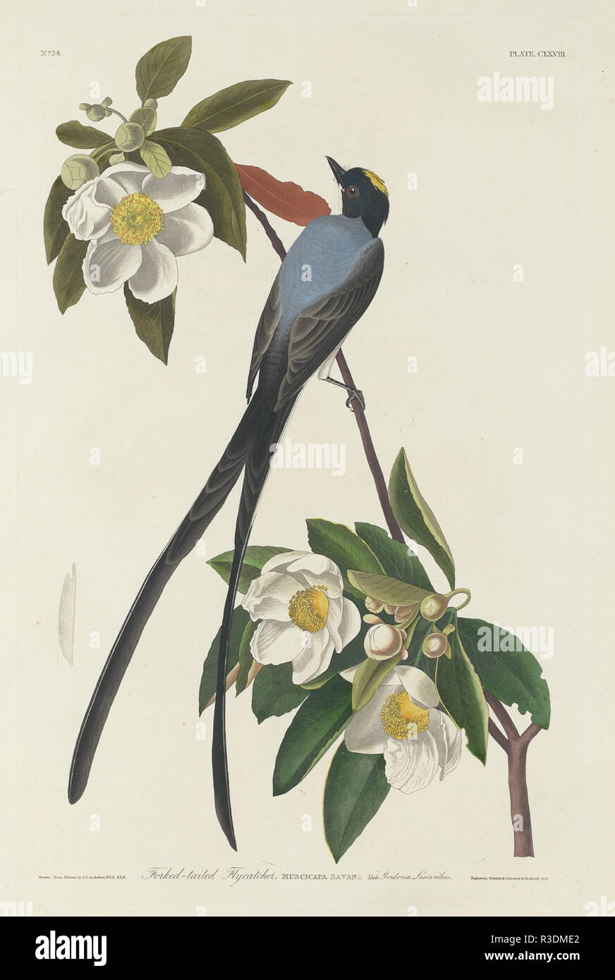 A a forcella flycatcher di coda. Data: 1833. Dimensioni: piastra: 49,5 x 31,8 cm (19 1/2 x 12 1/2 in.) foglio: 99,7 x 67,3 cm (39 1/4 x 26 1/2 in.). Medium: colorate a mano di attacco e acquatinta su carta Whatman. Museo: National Gallery of Art di Washington DC. Autore: Robert Havell dopo John James Audubon. AUDUBON, Giovanni Giacomo. Foto Stock