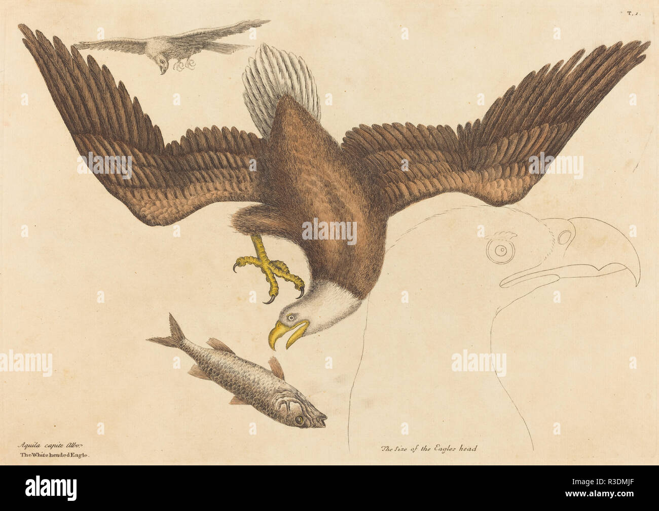 L'aquila calva (Falco leucocephalus). Data: pubblicato 1731-1743. Medium: colorata a mano in attacco. Museo: National Gallery of Art di Washington DC. Autore: Mark Catesby. CATESBY, MARK. Foto Stock L'aquila calva (Falco leucocephalus). Data: pubblicato 1731-1743. Medium: colorata a mano in attacco. Museo: National Gallery of Art di Washington DC. Autore: Mark Catesby. CATESBY, MARK. Foto Stock