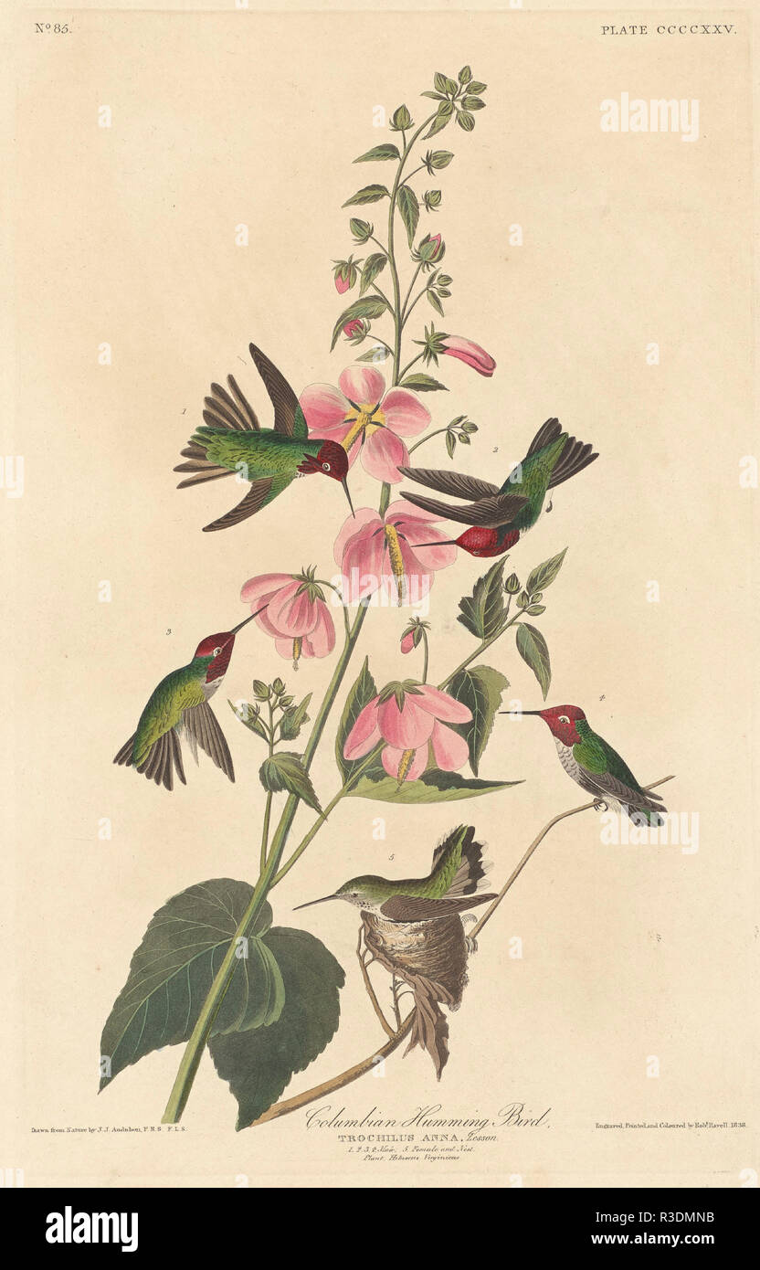 Columbian ronzio uccello. Data: 1838. Dimensioni: piastra: 49,2 x 31,1 cm (19 3/8 x 12 1/4 in.) foglio: 99,5 x 68,3 cm (39 3/16 x 26 7/8 in.). Medium: colorate a mano di attacco e acquatinta su carta Whatman. Museo: National Gallery of Art di Washington DC. Autore: Robert Havell dopo John James Audubon. John James Audubon. ROBERT HAVELL DER JÜNGERE. Foto Stock Columbian ronzio uccello. Data: 1838. Dimensioni: piastra: 49,2 x 31,1 cm (19 3/8 x 12 1/4 in.) foglio: 99,5 x 68,3 cm (39 3/16 x 26 7/8 in.). Medium: colorate a mano di attacco e acquatinta su carta Whatman. Museo: National Gallery of Art di Washington DC. Autore: Robert Havell dopo John James Audubon. John James Audubon. ROBERT HAVELL DER JÜNGERE. Foto Stock