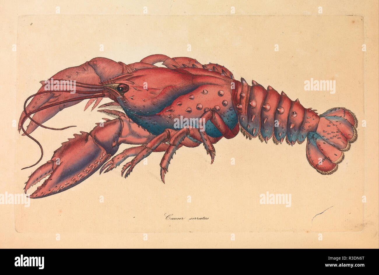 Aragosta seghettato, cancro serratus. Data/Periodo: 1793. Immagine. Incisione, inchiostro su carta incisione, inchiostro su carta. Altezza: 272 mm (10,70 in); larghezza: 220 mm (8.66 in). Autore: James Sowerby. SHAW GEORGE. Foto Stock