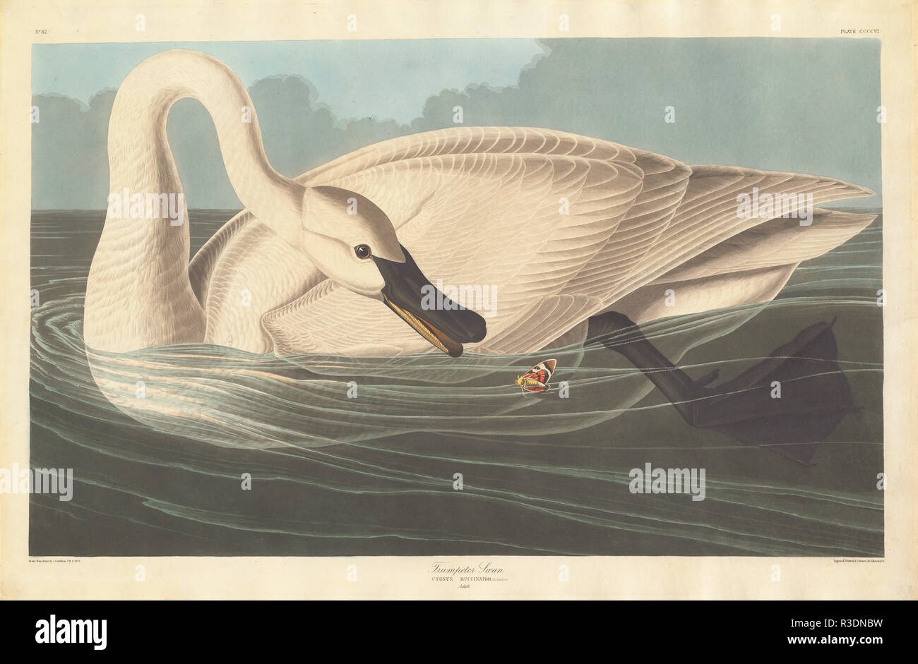 Trumpeter Swan. Data: 1838. Dimensioni: piastra: 64,1 x 98,7 cm (25 1/4 x 38 7/8 in.) foglio: 67,3 x 99,4 cm (26 1/2 x 39 1/8 in.). Medium: colorate a mano incisione e acquatinta su carta da filtro Whatman carta intessuta. Museo: National Gallery of Art di Washington DC. Autore: Robert Havell dopo John James Audubon. AUDUBON, Giovanni Giacomo. Foto Stock