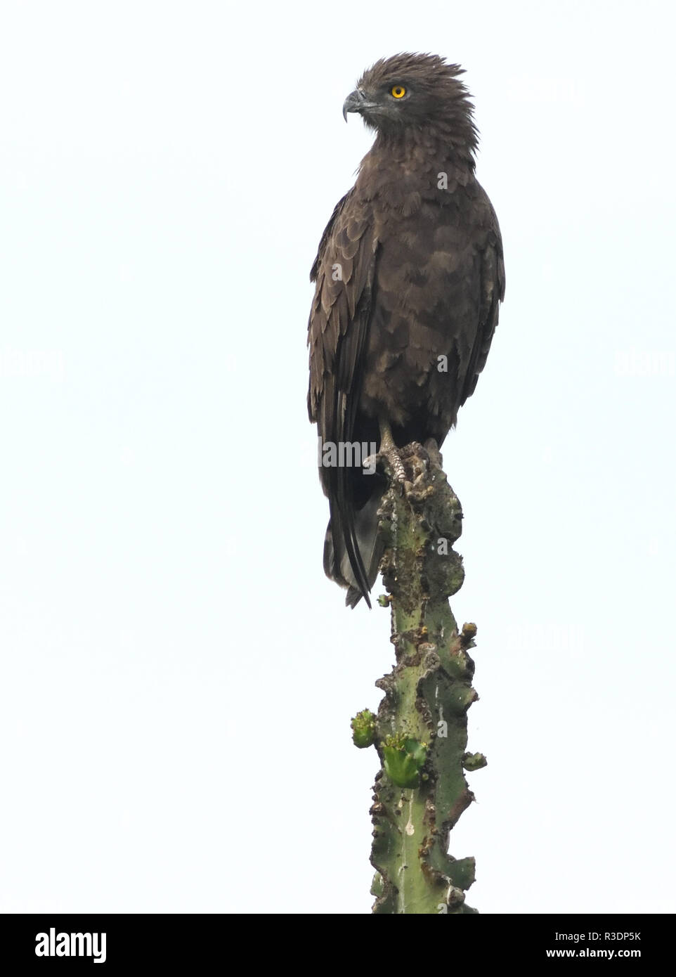 Un serpente marrone eagle (Circaetus cinereus) guarda fuori da un comodo appollaiarsi su una Euphorbia candelabri impianto. Queen Elizabeth National Park, Uganda. Foto Stock