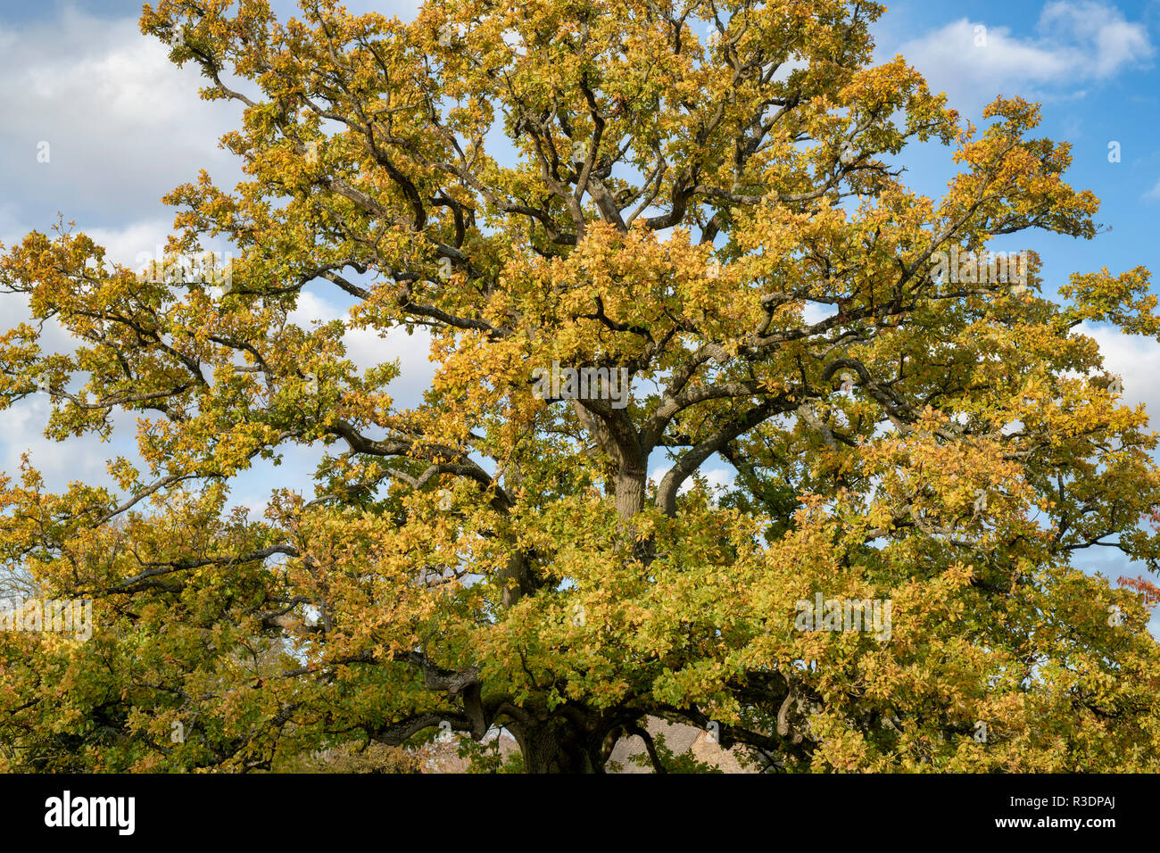 Quercus robur. Albero di quercia in autunno a Adderbury village. Adderbury, Oxfordshire. Regno Unito Foto Stock