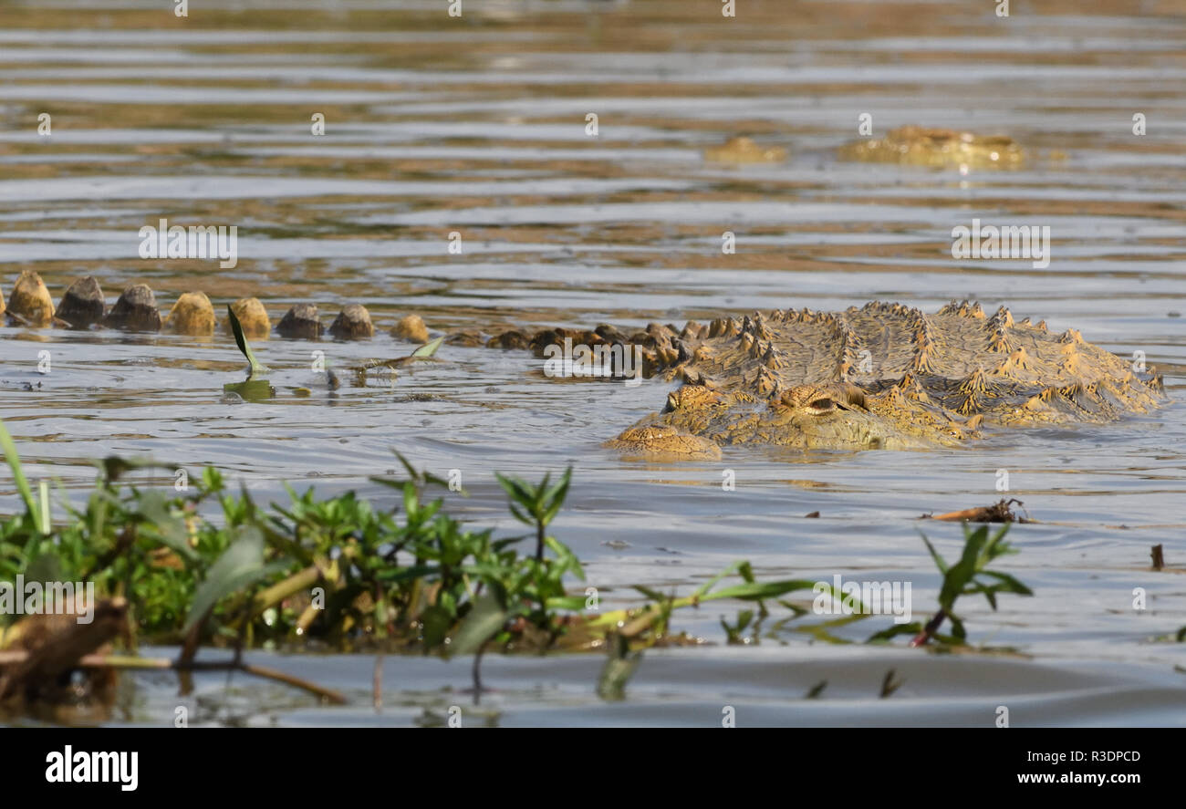 Un coccodrillo del Nilo (Crocodylus niloticus) appoggia in acque poco profonde in corrispondenza del bordo del canale Kazinga tra il lago George e Lago Edward. Regina di eliz Foto Stock
