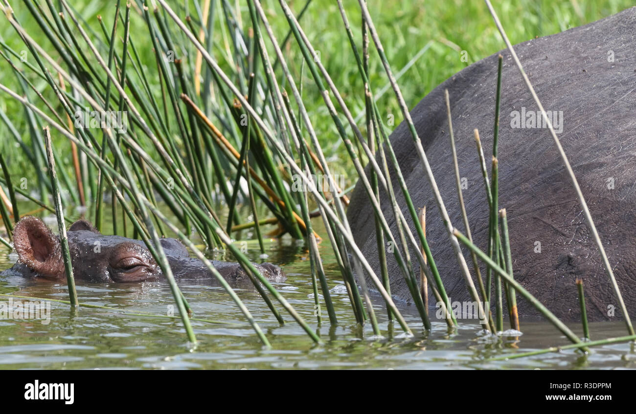 Un neonato ippopotamo (ippopotamo anfibi) accanto alla rinfusa di sua madre in acque poco profonde del Canale Kazinga tra il Lago di Georg Foto Stock