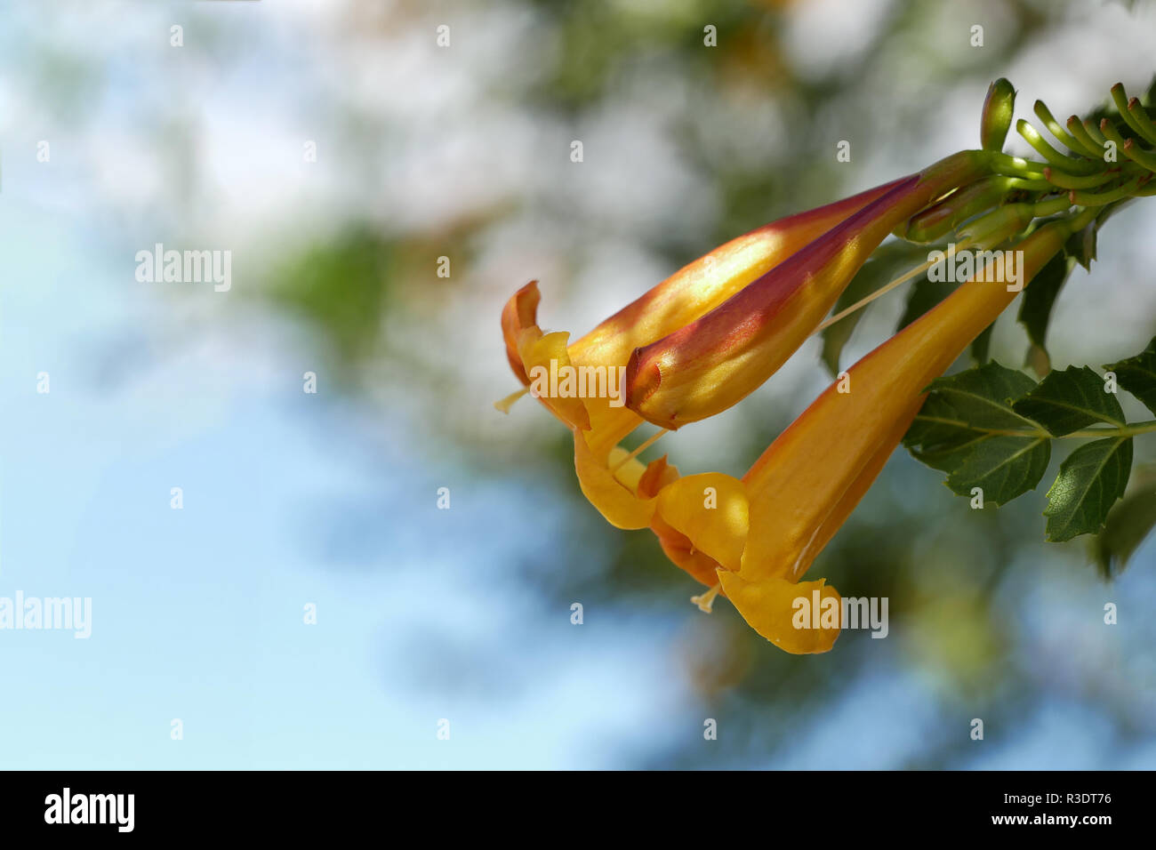 Arancio-giallo fiore - Tecoma capensis - in primo piano - dettaglio shot Foto Stock