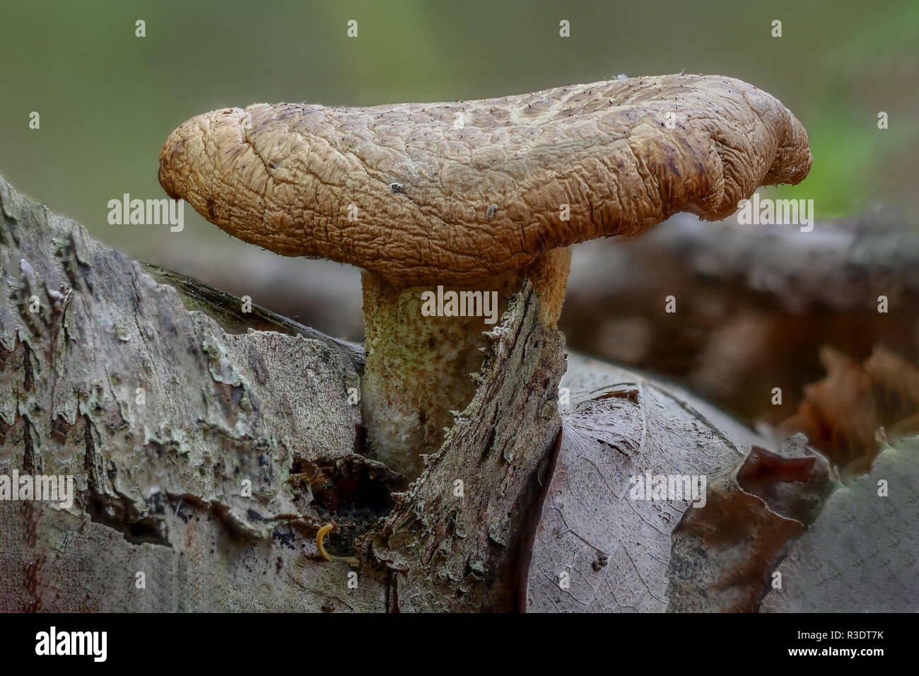 0506 Kahler Krempling - Paxillus involutus - fungo tra albero corteccia e foglie Foto Stock