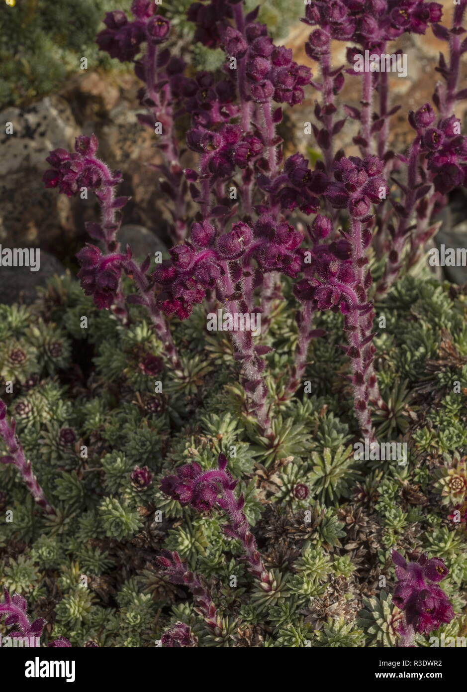 Saxifraga sempervivum forma stenophylla, dai Balcani Foto Stock