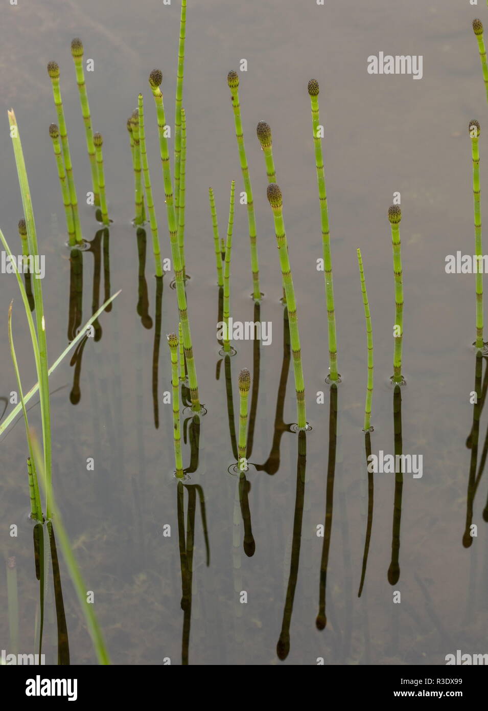 Acqua equiseto, Equiseto fluviatile, in acqua con fronde fertili. Foto Stock