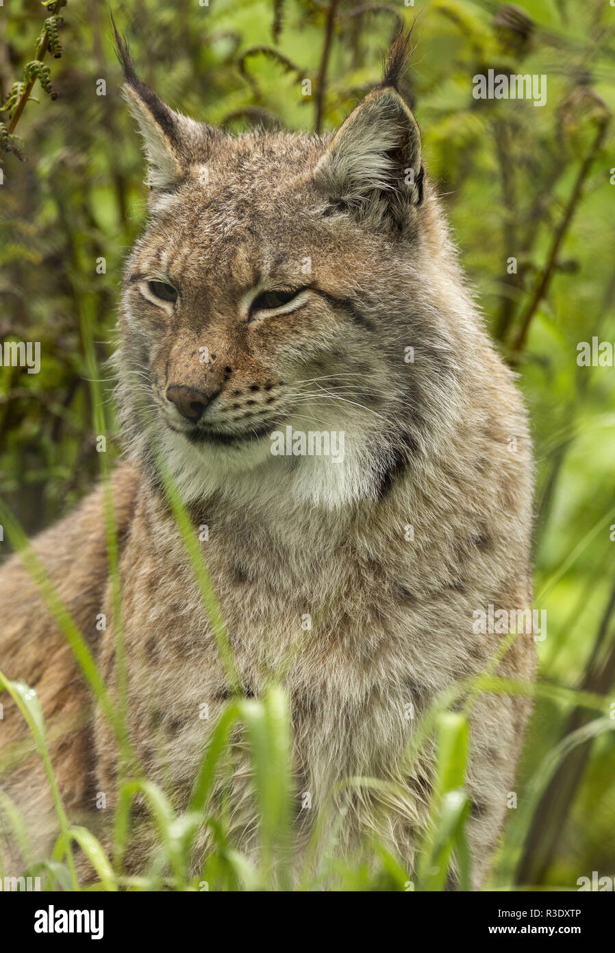 Eurasian, Lynx Lynx lynx, nel bosco boreale, in Scandinavia. Foto Stock