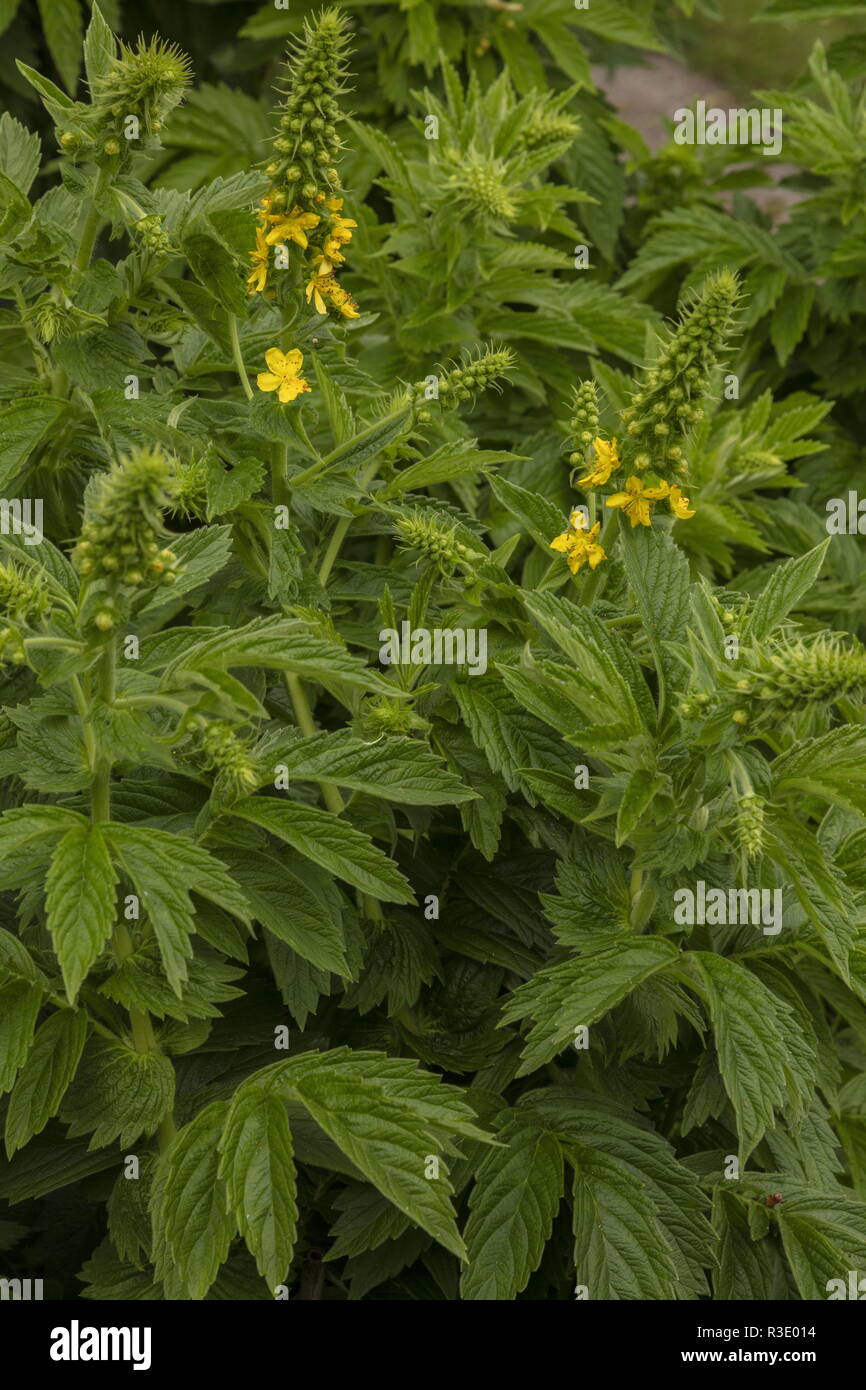 Creeping agrimonia, Agrimonia repens in fiore; dalla Turchia e Iran. Foto Stock