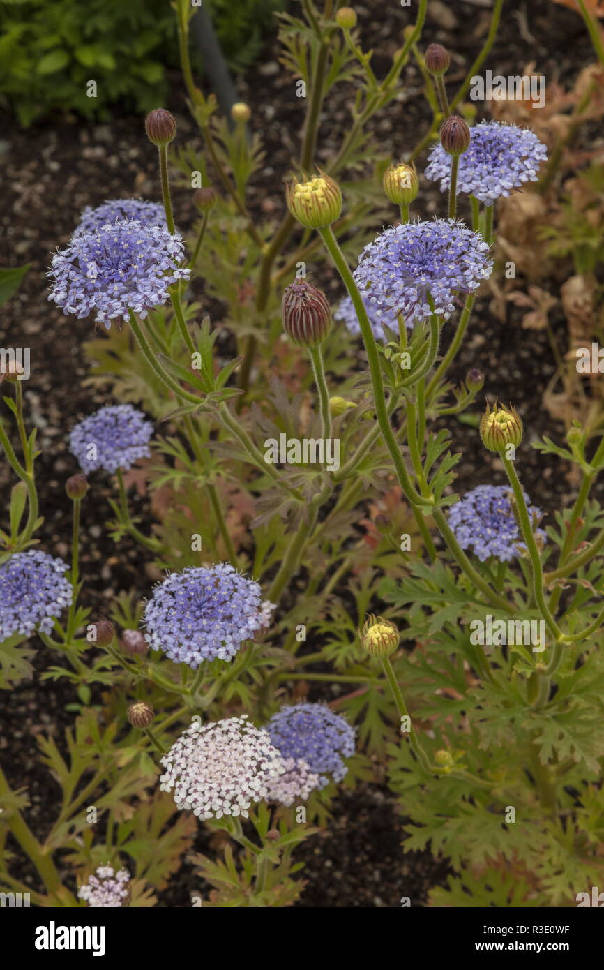 DIDISCUS CAERULEA 'LACY MIX, blu in pizzo, nella coltivazione. Foto Stock