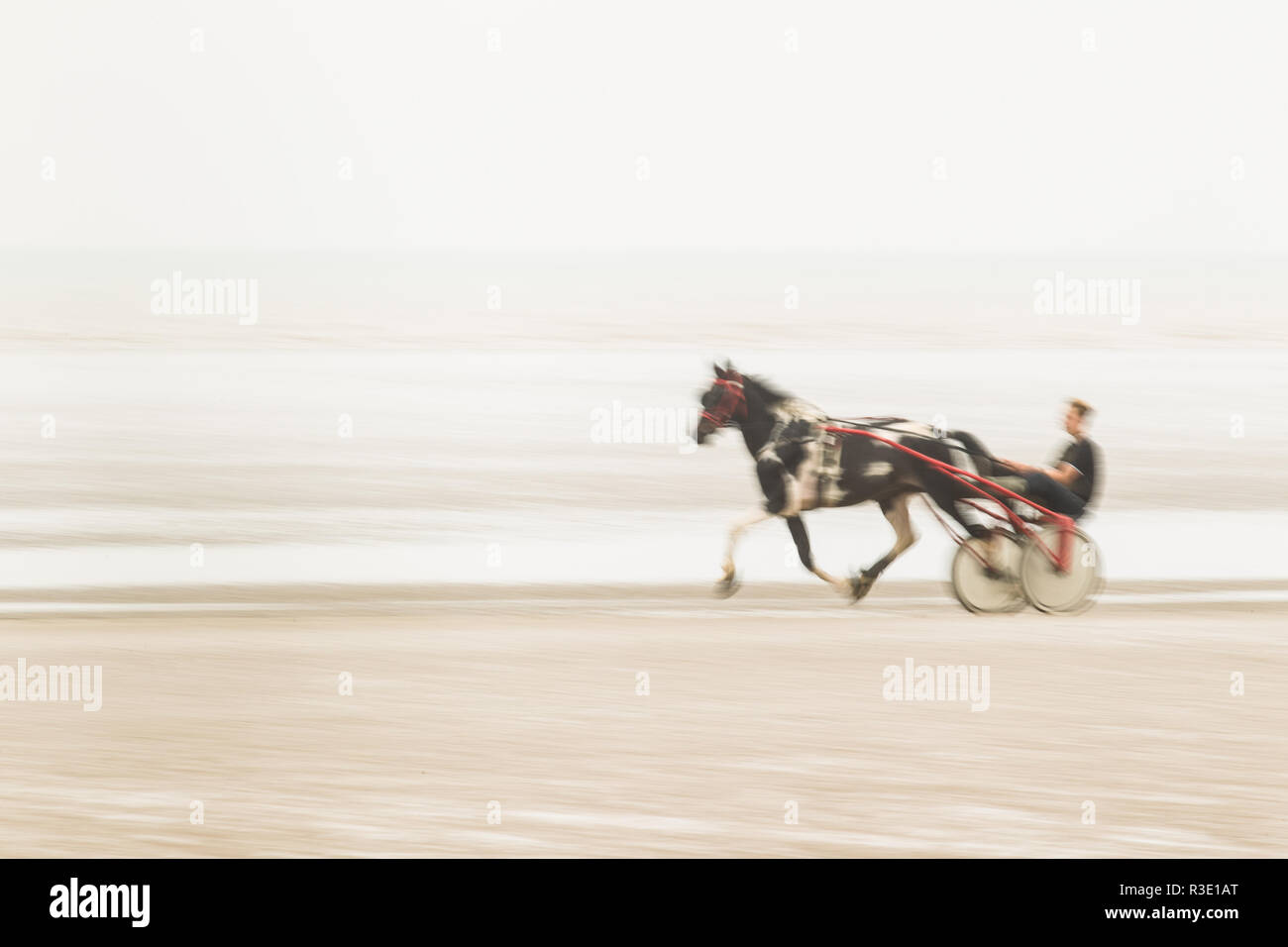 Trotto su Lade Beach, Dungeness, Kent REGNO UNITO Foto Stock