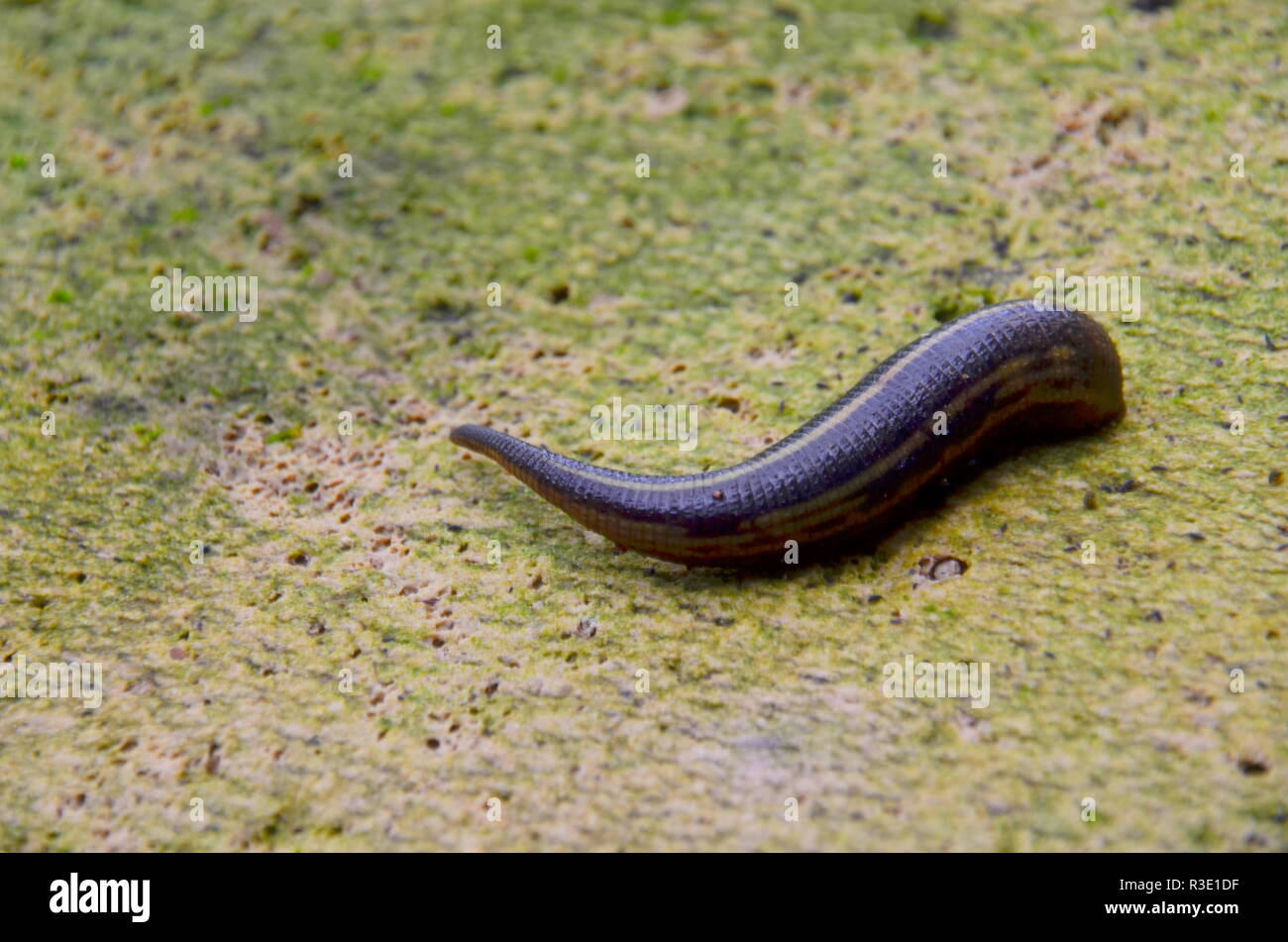 Leech,Hirudo medicinalis Foto Stock