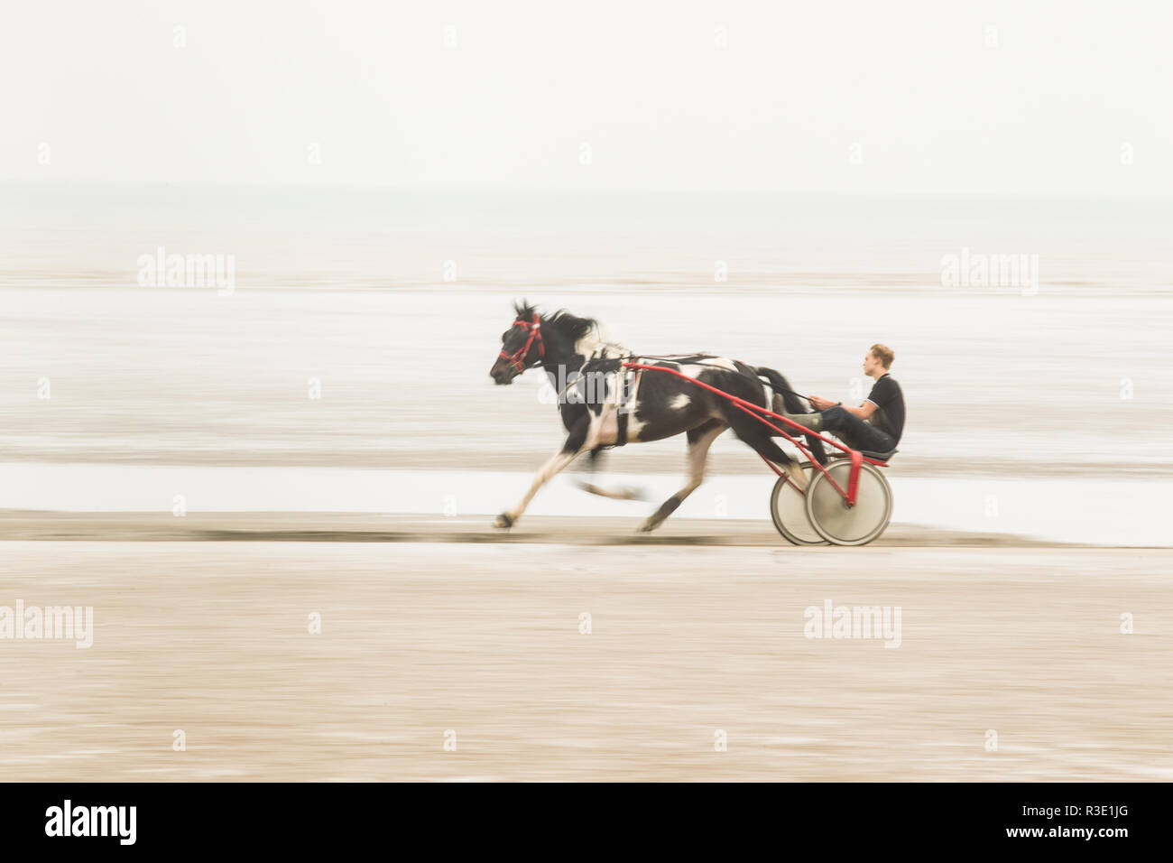 Trotto su Lade Beach, Dungeness, Kent REGNO UNITO Foto Stock