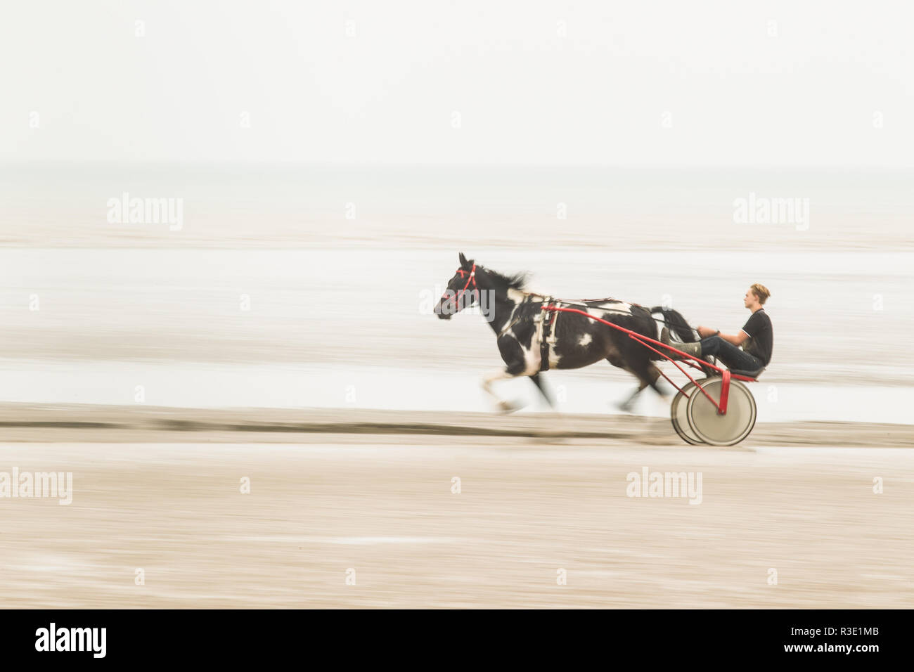 Trotto su Lade Beach, Dungeness, Kent REGNO UNITO Foto Stock