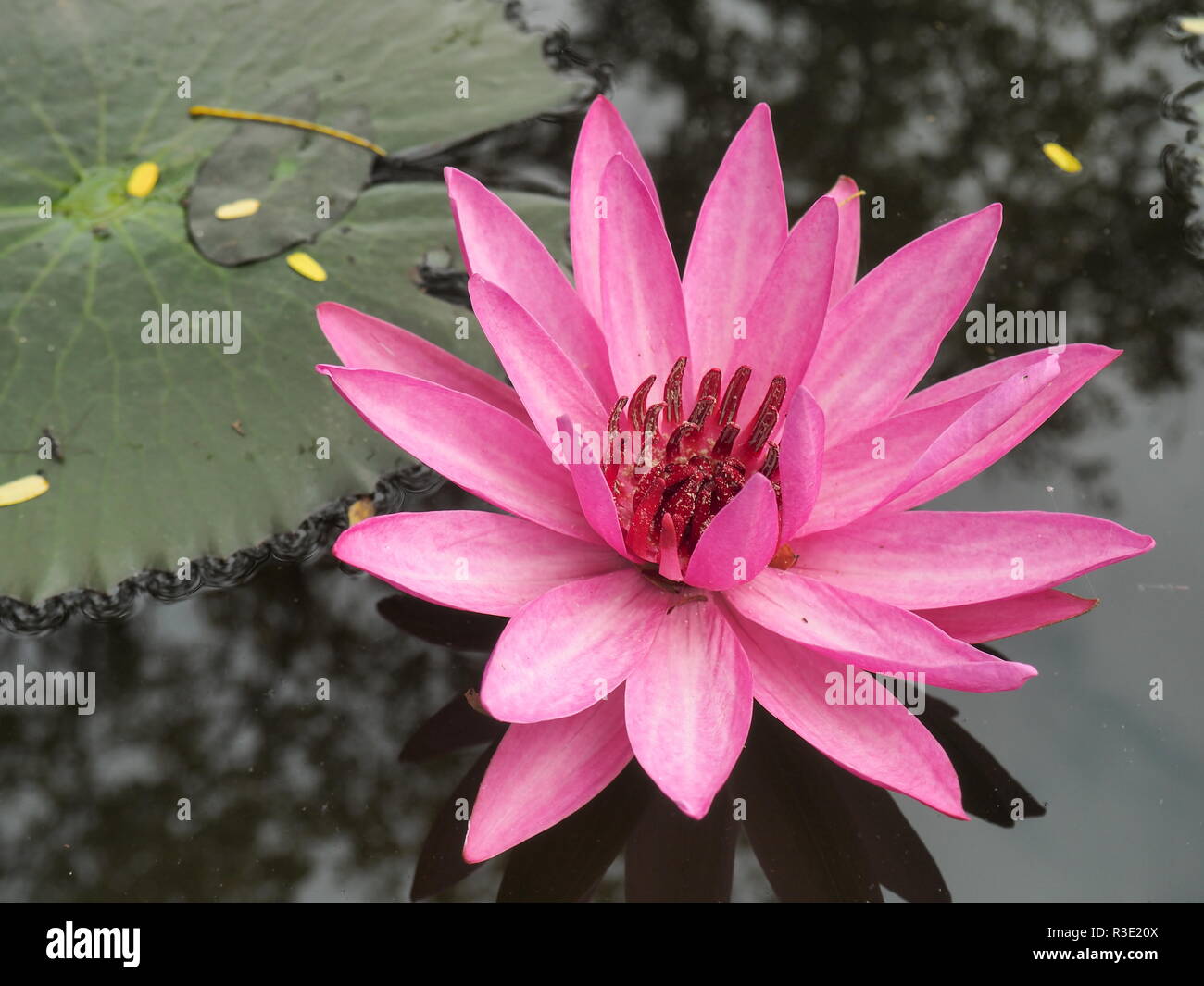 Rosa fiore di loto sull'acqua scura Foto Stock