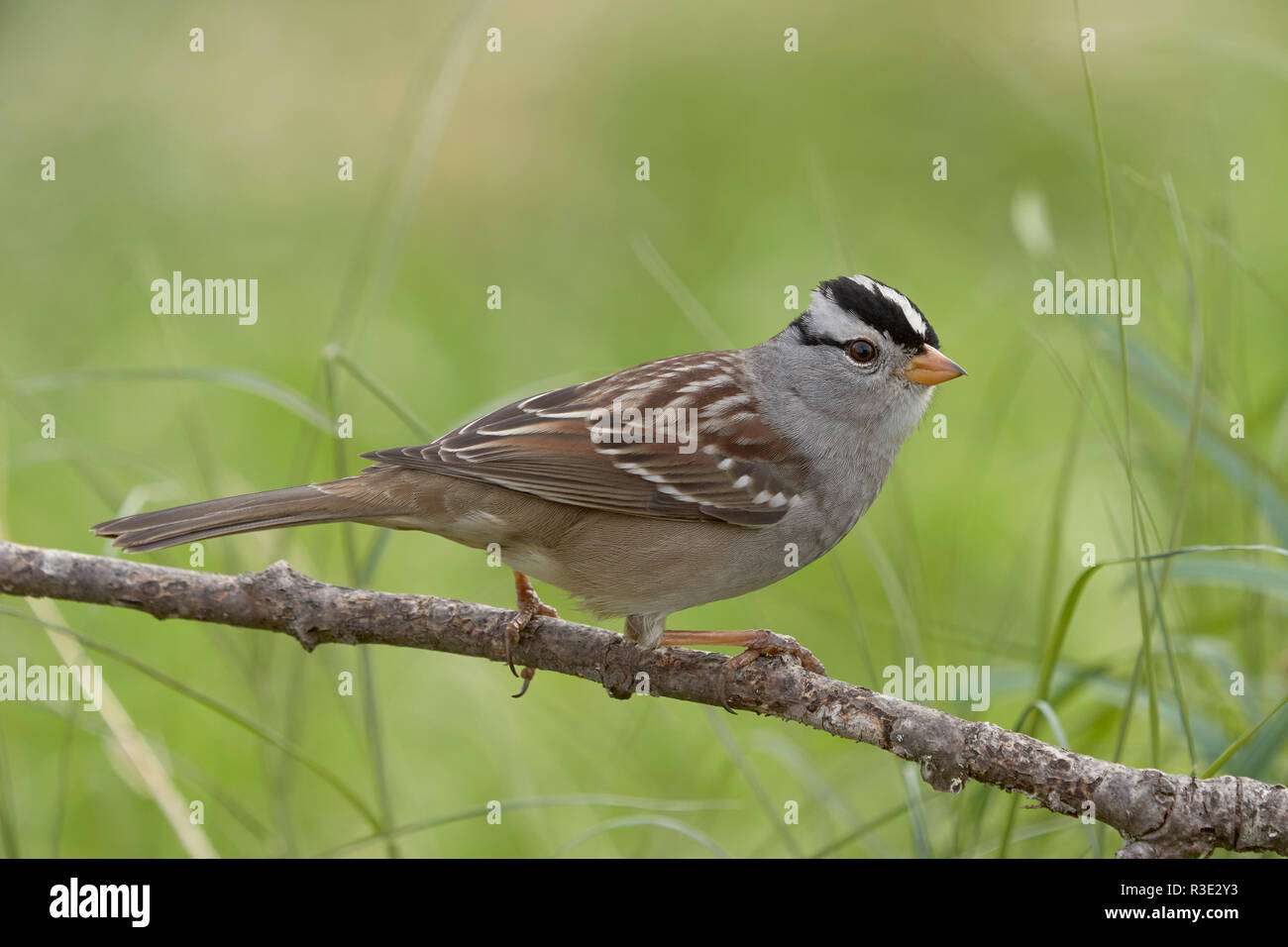 White-coroned Sparrow (Zonotrichia leucophrys), Sacramento County California Foto Stock