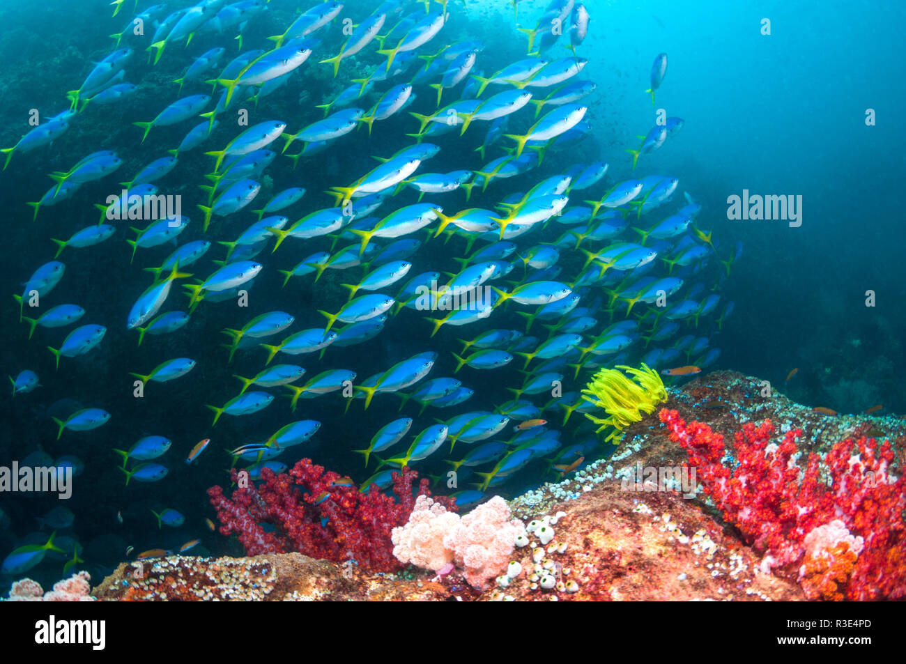 Scuola di Yellowback fusiliers [Ceasio teres] sulla barriera corallina con coralli molli. Papua occidentale, in Indonesia. Foto Stock