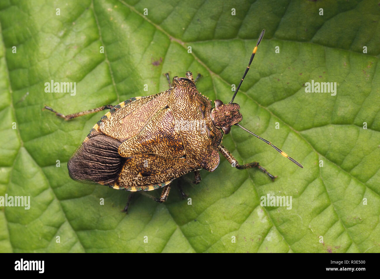 Vista dall'alto in basso di un bronzo Shieldbug (Troiolo luridus) in appoggio su una foglia. Tipperary, Irlanda Foto Stock