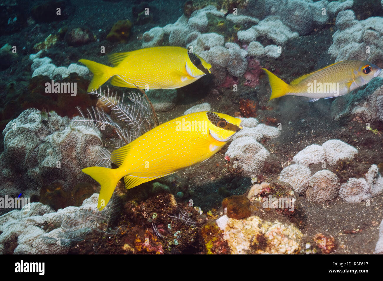 Rabbitfish mascherato (Siganus puellus). Bali, Indonesia. Indo-pacifico. (Acquisizione digitale) Foto Stock
