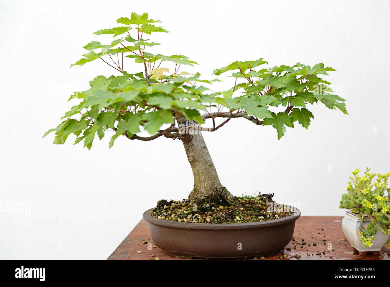 Norvegia (acero Acer platanoides) bonsai su una tavola di legno e sfondo bianco Foto Stock