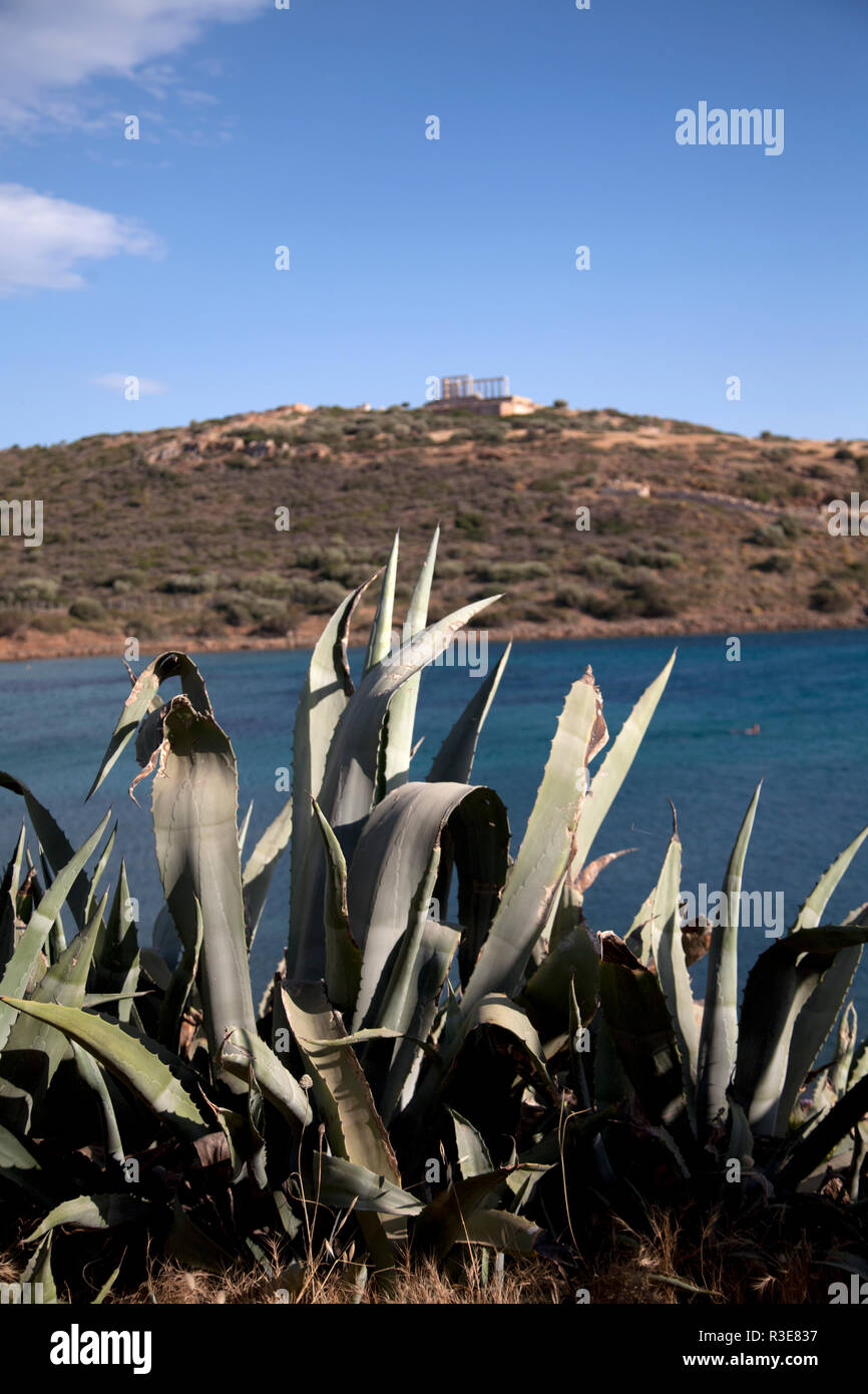 Agave piante che crescono sounio attica grecia Foto Stock