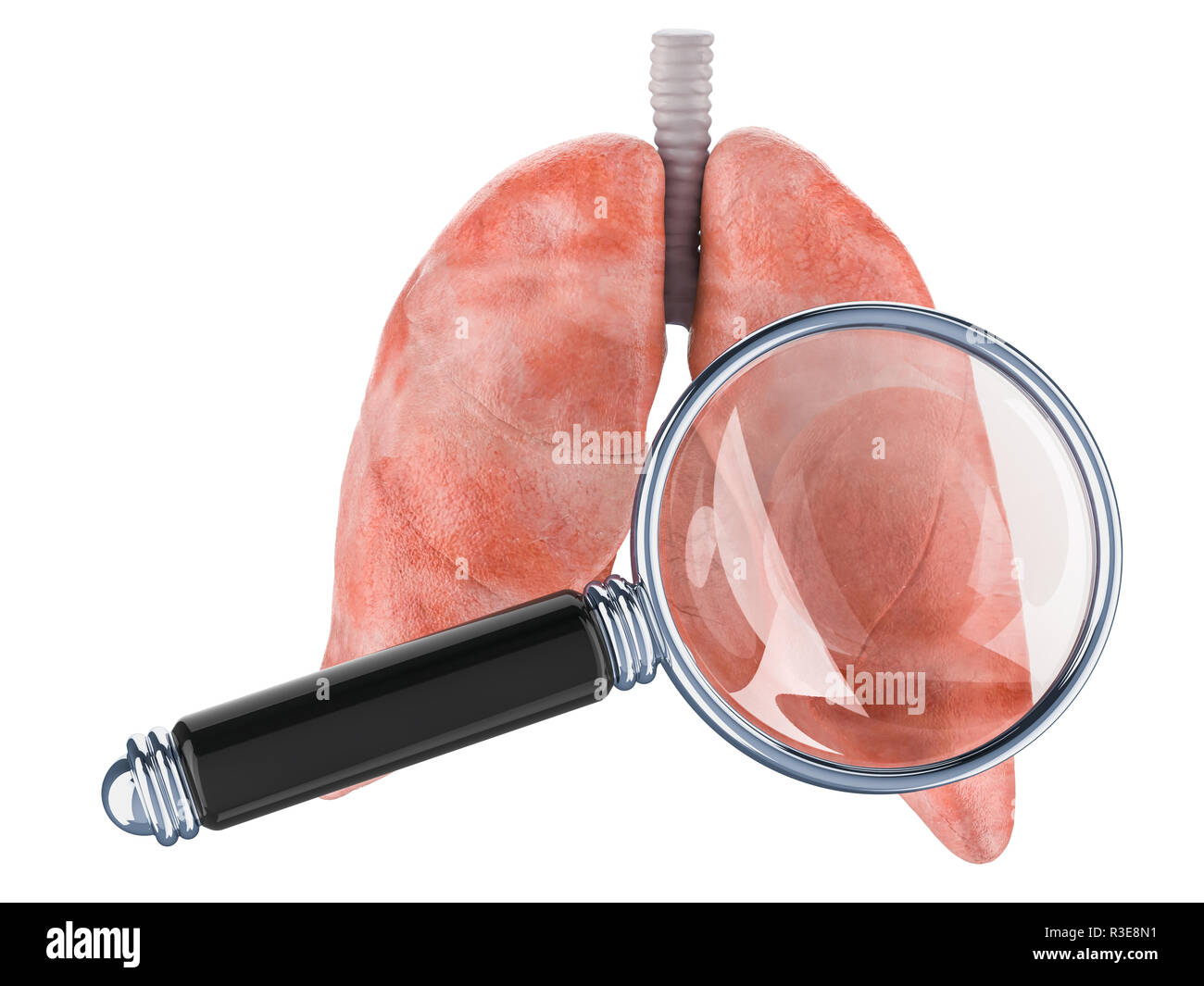 Polmoni umani con lente di ingrandimento. La ricerca e la diagnosi dei polmoni concetto, 3D rendering isolati su sfondo bianco Foto Stock