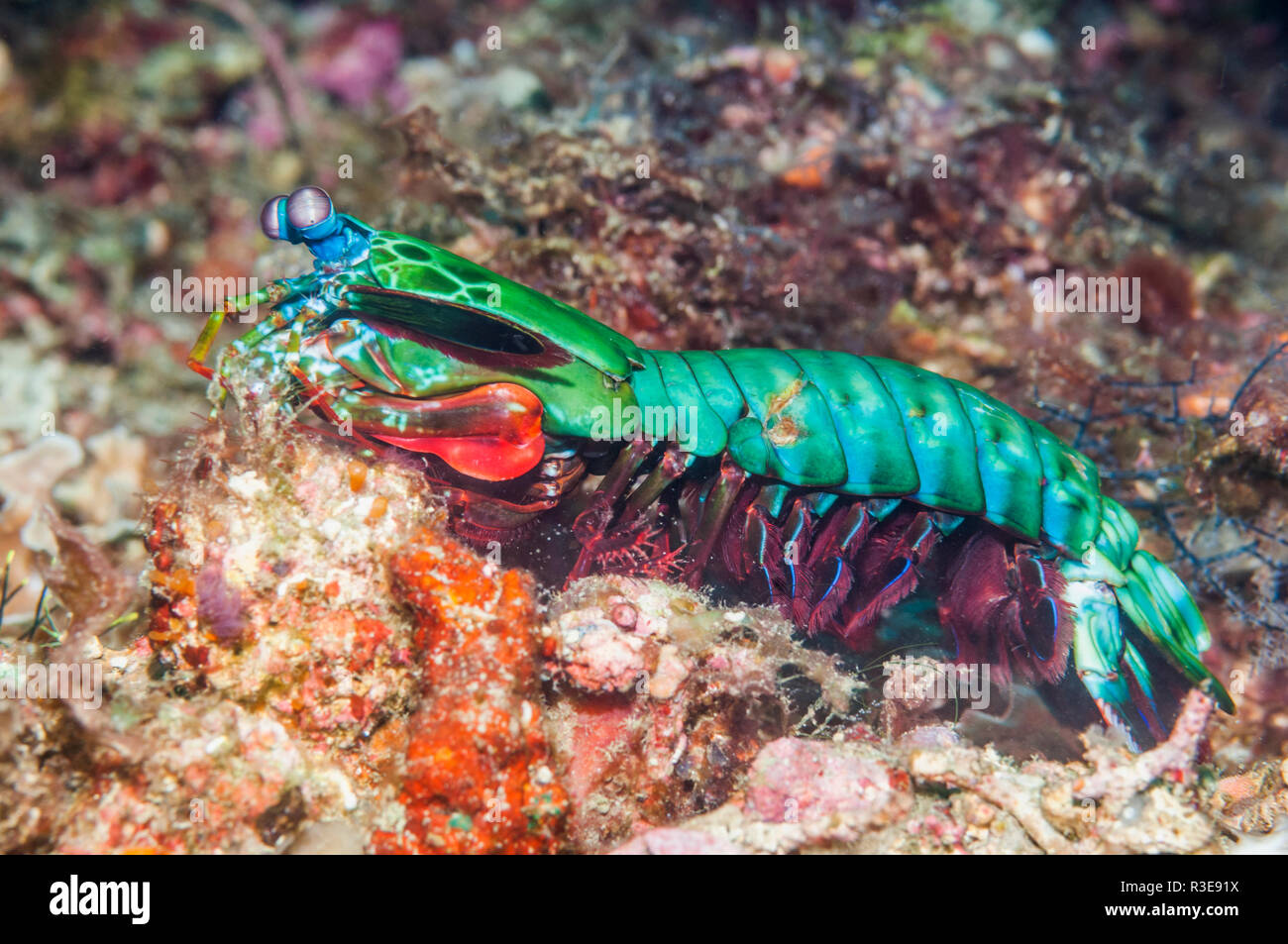 Canocchia Pavone [Odontodactylus scyllarus] su piedi circa sulla barriera corallina. Puerto Galera, Filippine. Foto Stock