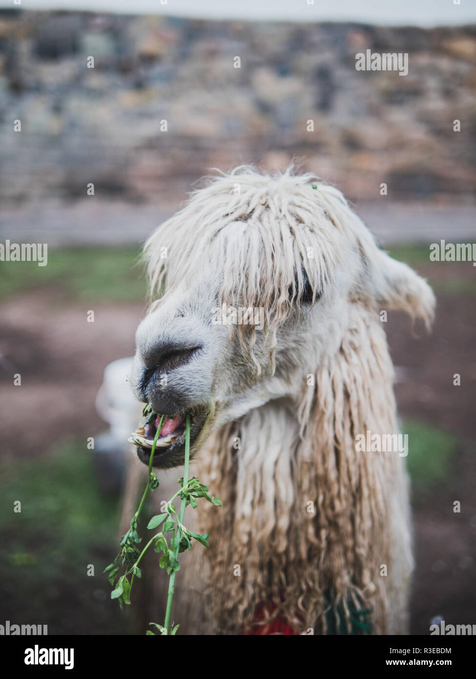 Il naso di una tipica llama peruviana di mangiare in Cusco Foto Stock