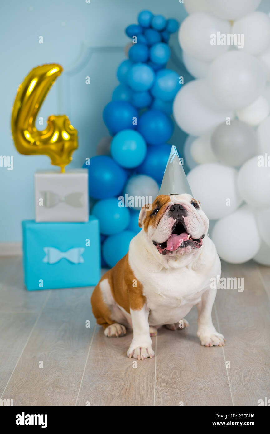 Carino Bulldog Inglese celebra il suo 4 compleanno cane felice seduta in studio delle prestazioni. Foto Stock