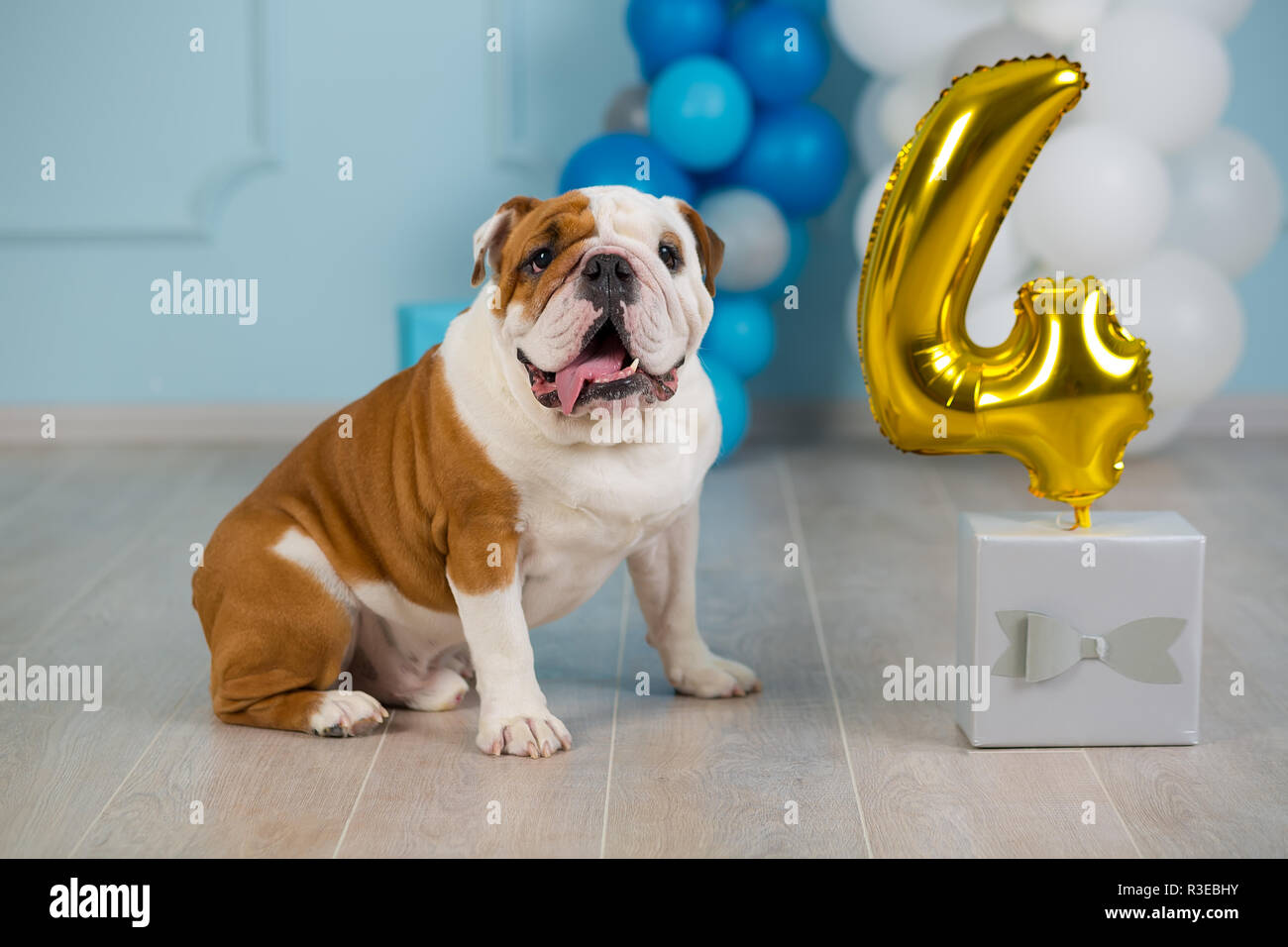 Compleanno Bulldog Francese Immagini E Fotos Stock Alamy