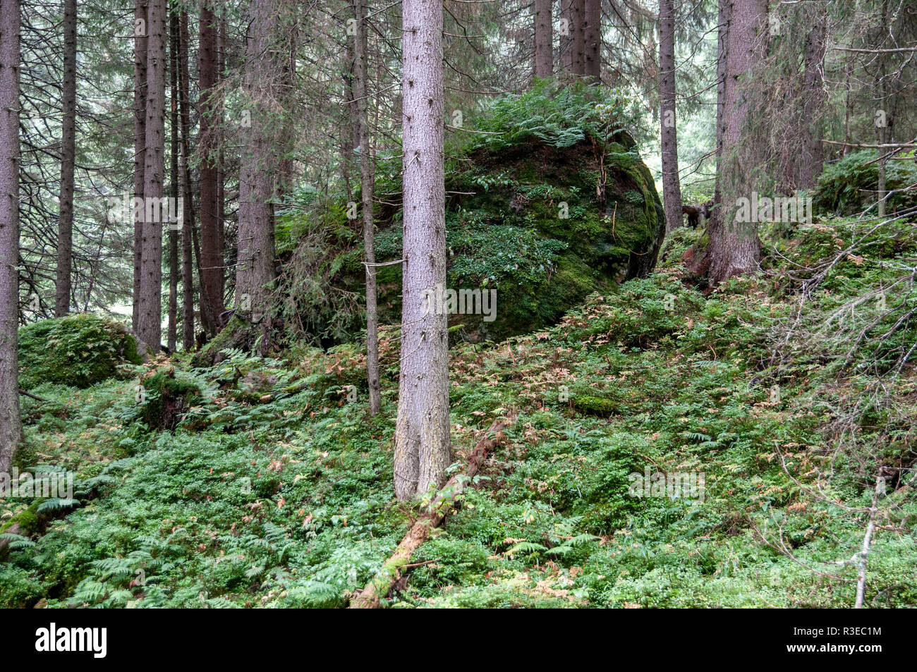 Rapido scorrere acqua come visto da Il Wilde Wasser Weg (Wild via d'acqua) sentiero, Stubaital, Tirolo, Austria Foto Stock