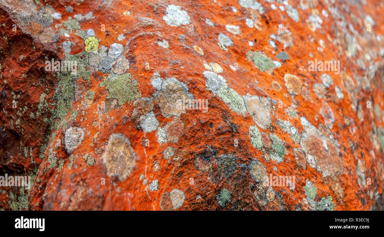 Close Up Di Una Chiazza Di Colore Arancio Brillante