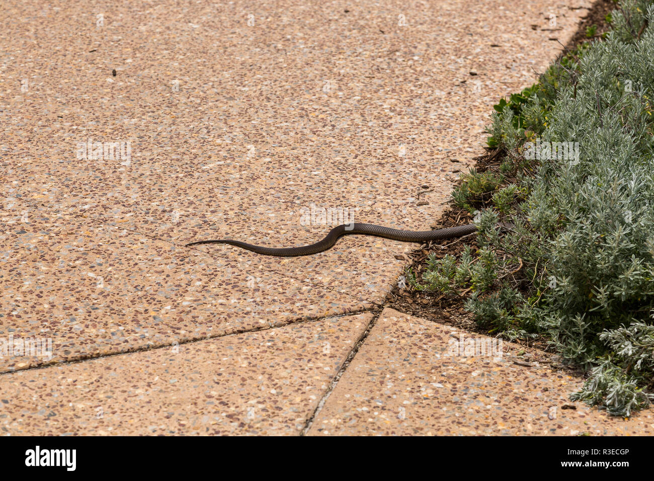 Dugite snake sul marciapiede di voce nella boccola Foto Stock